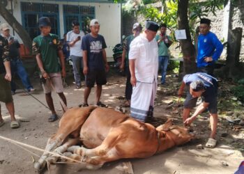 Rayakan Iduladha 1447 H, Suryatimur Line Group dan Alhadii Lampung Berjaya Sembelih 3 Sapi Kurban